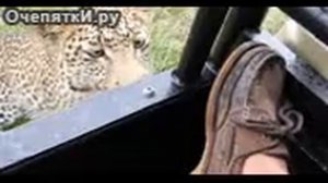 ПРИКОЛЫ СО ЛЬВАМИ И ТИГРАМИ😎