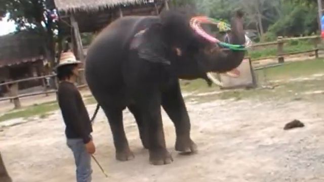 Прикольно и весело.Шоу слонов Таиланд. смотреть онлайн