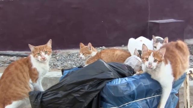 Прикольные кошки