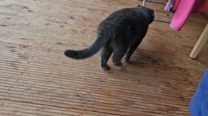 Кот опять меня побил / Сильвер и белка / агрессивный британский кот