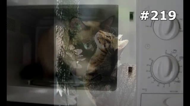 #219. Самые улетные коты