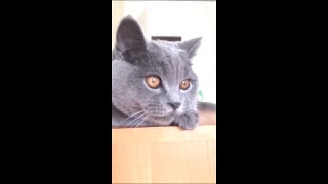 смешное видео.приколы. кот разговаривает с телевизором! смотреть онлайн