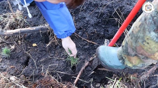 МиниСитиФерма для сосны и кедра. Мы посадили кедры!! смотреть онлайн