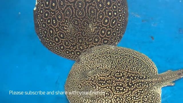 Freshwater Polka Dot Stingray Fish/Xingu River ray/Potamotrygon leopoldi fish/ смотреть онлайн