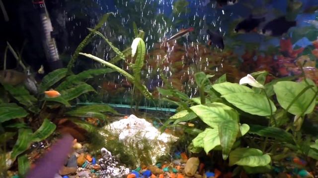 Рыбки наши. смотреть онлайн