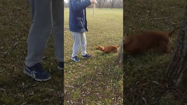 Такса прикол смотреть онлайн