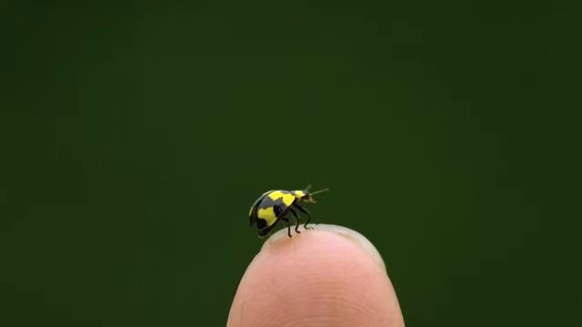 21 января 2017 г. смотреть онлайн