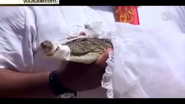 Мексиканский чиновник женился на крокодиле смотреть онлайн