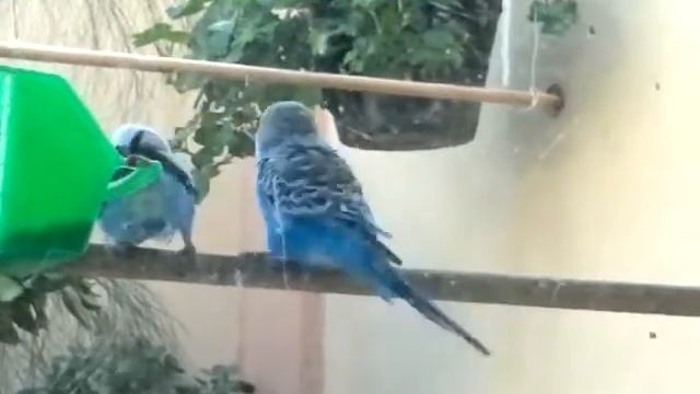 My Horny Birds смотреть онлайн