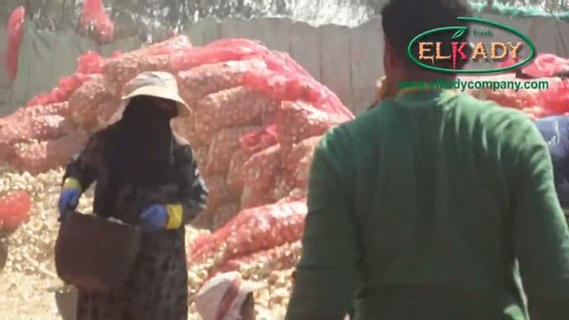 onion 8 March 2015 el akady смотреть онлайн