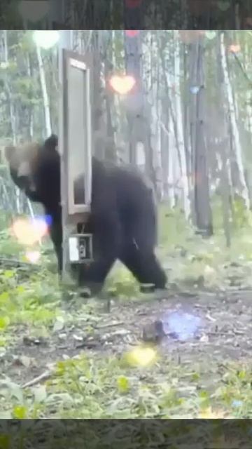 Зеркальце, ты мне сказало неправду ! Fight bear and mirror смотреть онлайн