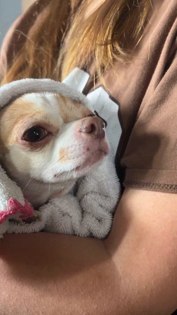 Наша чихуаша 🤣 #приколы #смешноевидео #крым #чихуахуа #собака #iphone14 #юмор #chihuahua смотреть онлайн