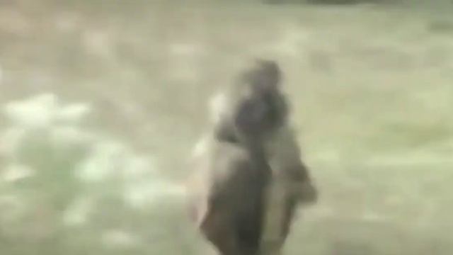 Обезьяны на свинье смотреть онлайн