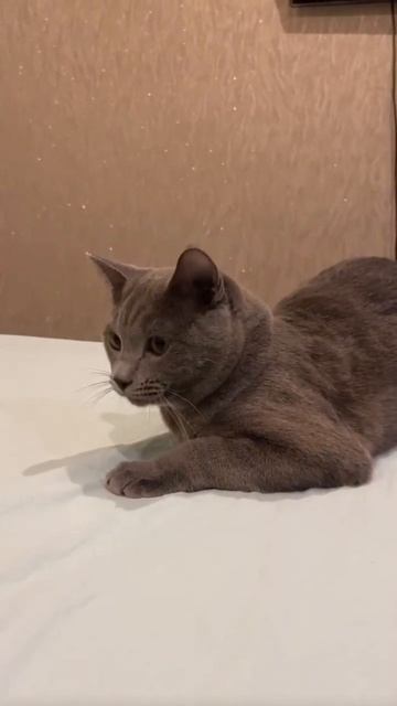 Жизнь на халяву #cat#кошка#catlover#котики#кот#кошкавдоме#приколы#коты смотреть онлайн