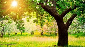 Катюша - поет Анна Герман