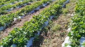 Агроном клубничник