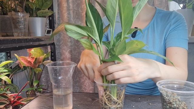 Весенние пересадки и первые результаты укоренения клубеньков алоказий в аквагрунте смотреть онлайн