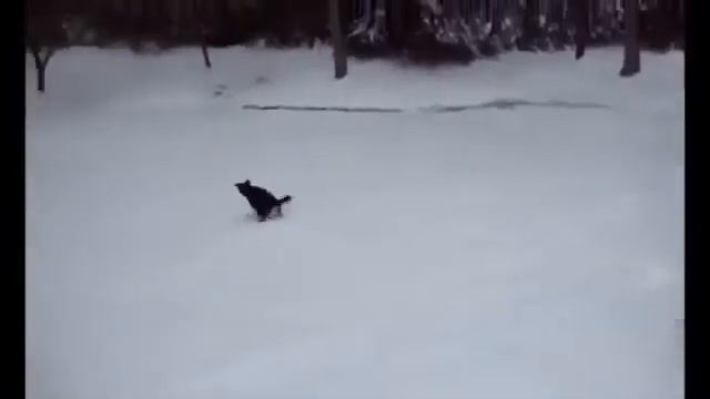 Все бегом на горку)) All run on the hill)) смотреть онлайн