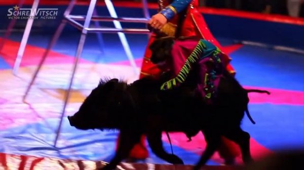 ЦИРК - ZIRKUS - CIRCUS - le cirque - 馬戲團