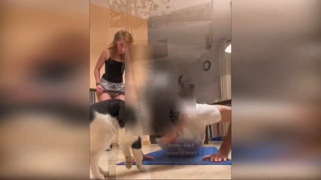 Озорные кошки🐈 Подборка приколов с котами для хорошего настроения! смотреть онлайн