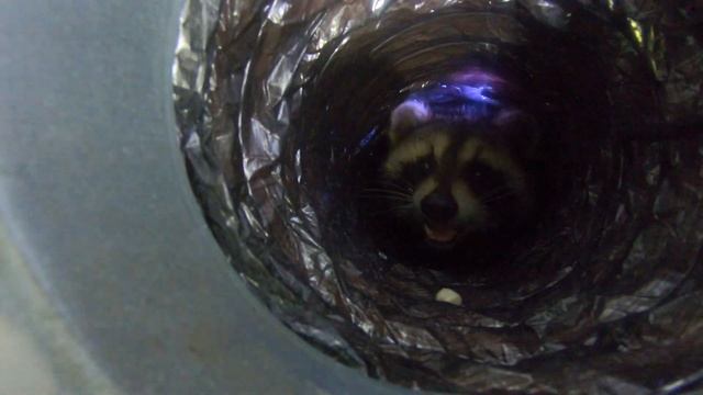 RACCOON PUTS CAMERA IN HIS MOUTH! смотреть онлайн