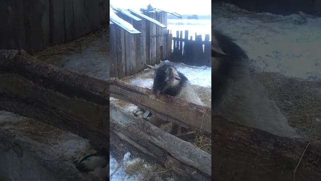 козла напоили смотреть онлайн
