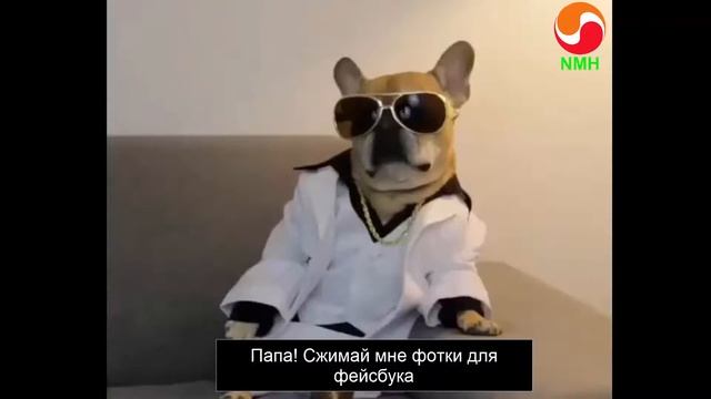 Смешное видео про собак. Funny dogs. Смешные ролики о собаках 2016 смотреть онлайн