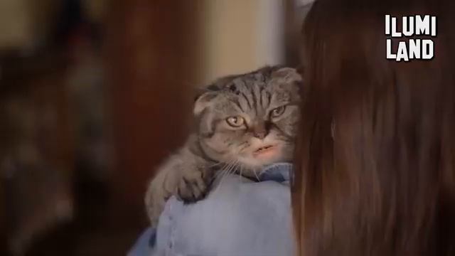 Рубрика СМЕШНО: про кота