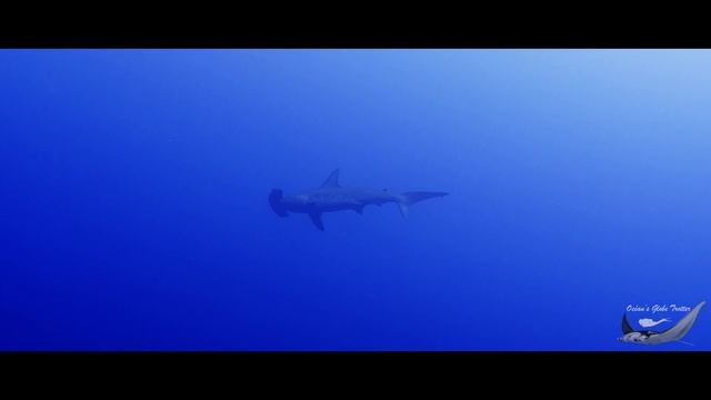Plongée En Mer Rouge - Dive In The Red Sea (Longimanus Shark) - 4k - Showreel
