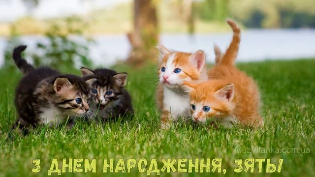 З Днем народження, зять! (Котики) смотреть онлайн