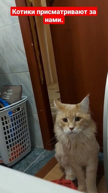 Под присмотром))) смотреть онлайн