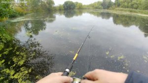 Лучшая блесна для ловли щуки и окуня.