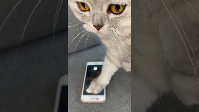 Смешные коты - Майя #кошки #кот #смешныекоты смотреть онлайн