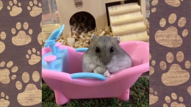 СЁМА И БАБУЛЯ! Хомячок любит покушать(СМЕШНОЕ ВИДЕО) Hamsters like #313 смотреть онлайн