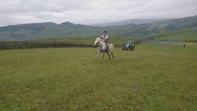 Лошадь или Трактор Т-40 | Прикольные Гонка