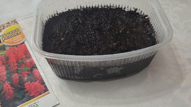 СЕЕМ САЛЬВИЮ - ВСХОДЫ БУДУЬ ЩЁТКОЙ! смотреть онлайн