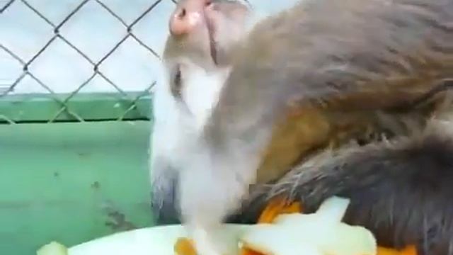 Ленивец, который достиг полной гармонии с собой и миром смотреть онлайн