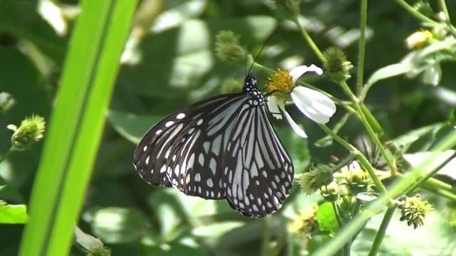 Butterfly in Taiwan_ Parantica Aglea Maghaba. смотреть онлайн
