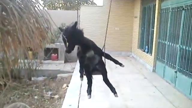 прикол Эшак узбек смотреть онлайн