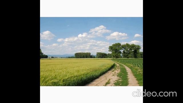 Вилегодские поля