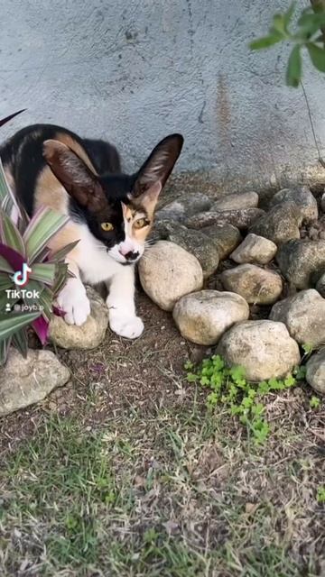 Funny Cat Big Ears ☺️😊😄 #cat #cute #shortvideo