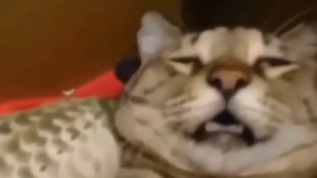 кот обожрался снюса смотреть онлайн