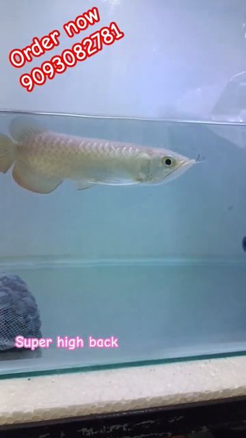 Super High Back Arowana In WHA SEAH Farm | #fish #aquarium #viral #asianarowana смотреть онлайн