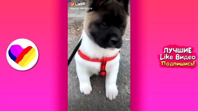 ЛУЧШИЕ ВИДЕО ЛАЙК 2019 Подборка | ПРИКОЛЫ Like Самые Няшные и Прикольные Видео смотреть онлайн