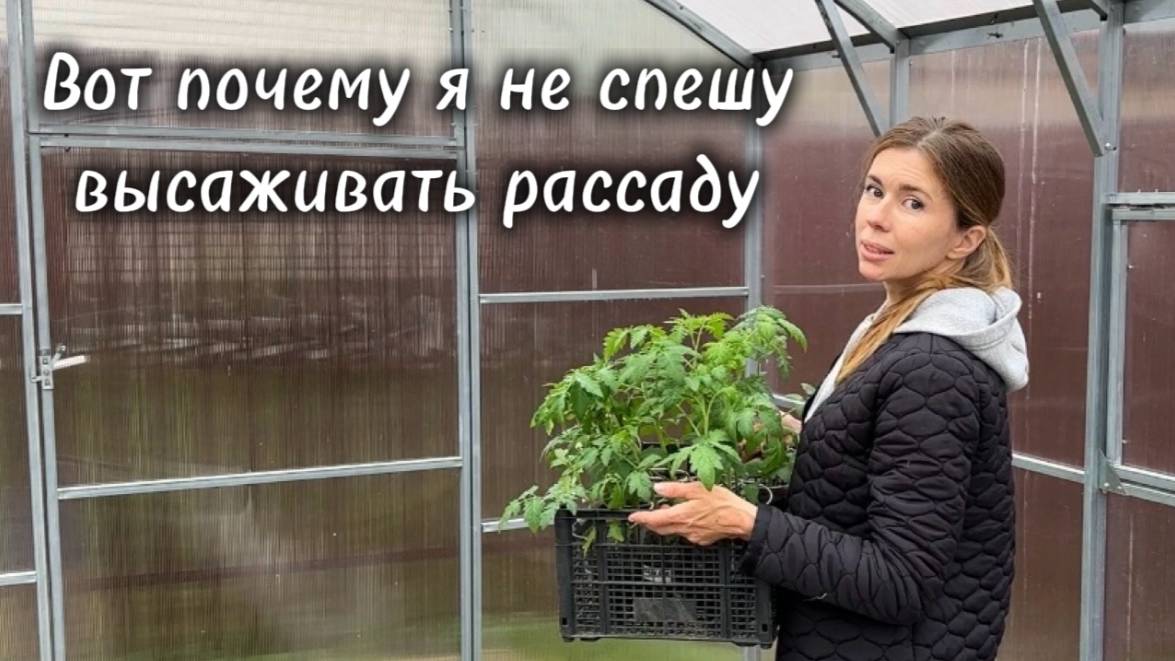 Чем опасна ранняя высадка рассады. Как спасать растения в холода смотреть онлайн