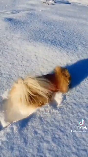 Шпиц - пожиратель снега! смотреть онлайн