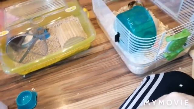 ГИНЕРАЛЬНАЯ УБОРКА У ВСЕХ ХОМЯКОВ || СНОВА ПЕРЕСЕЛЕНИЕ смотреть онлайн