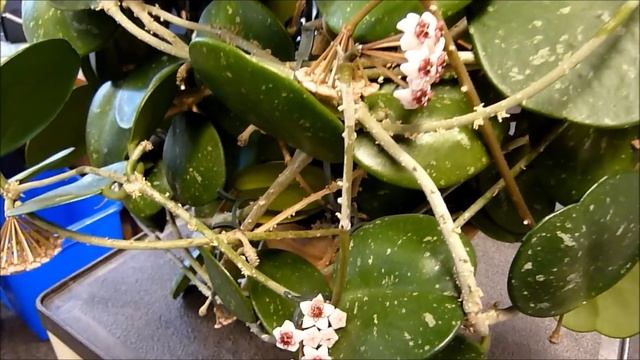 A Visit with Hoya obovata смотреть онлайн