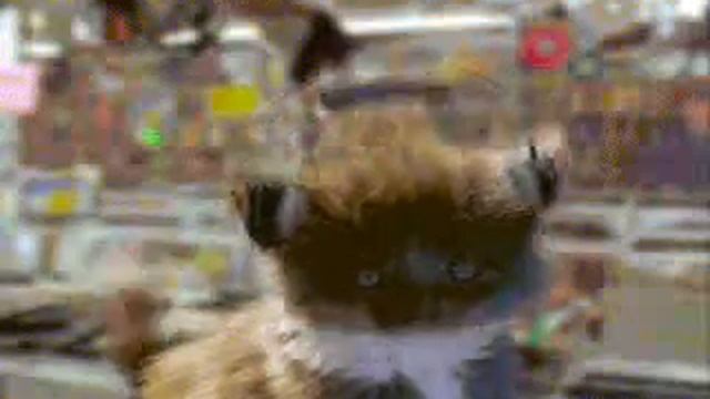 Котики Любят Рокен-Ролль смотреть онлайн
