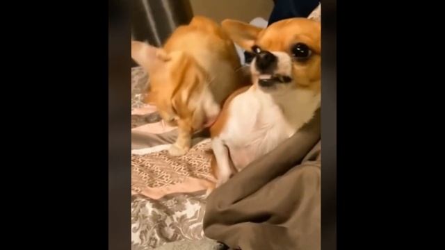 Веселые коты и собаки. Смешные приколы с животными 2022😂 смотреть онлайн